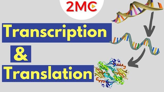 Transcription & translation | from dna to rna to protein Transcription & translation | from dna to rna to protein