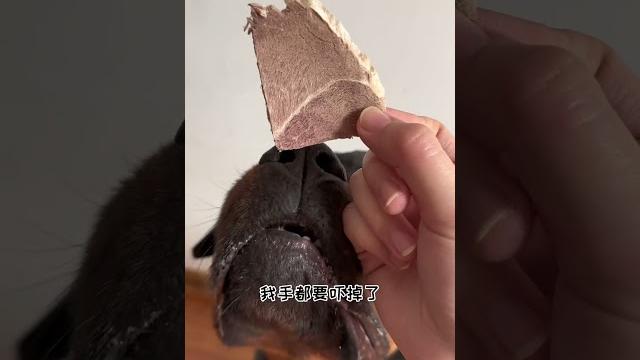 【喵可酱】奶思吃奶思真的很奶思~ 【喵可酱】奶思吃奶思真的很奶思~