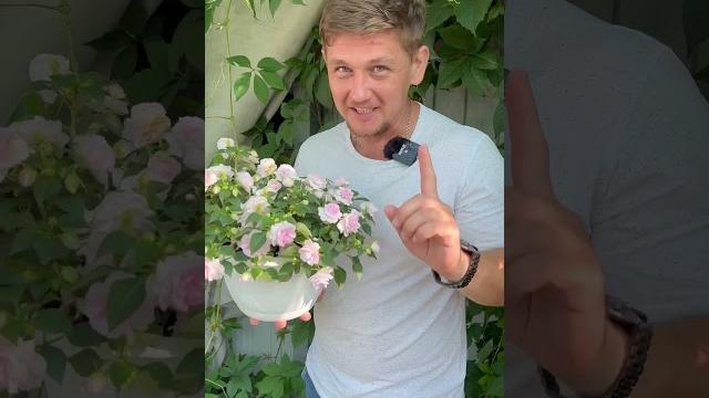 Баковая смесь, рецепт и условие применения Баковая смесь, рецепт и условие применения
