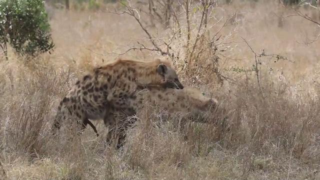 Hyenas mating Hyenas mating