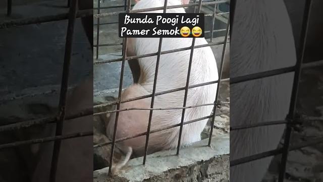 Bunda pogi pamer semok Bunda pogi pamer semok