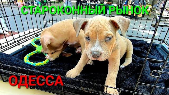 Староконный рынок одесса. собачий базар. продажа щенков. животные. собаки. топ собак. #зоотроп Староконный рынок одесса. собачий базар. продажа щенков. животные. собаки. топ собак. #зоотроп
