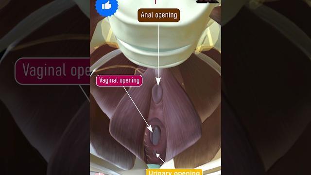 Female pelvic openings: vaginal, anal, and urinary ️ Female pelvic openings: vaginal, anal, and urinary ️