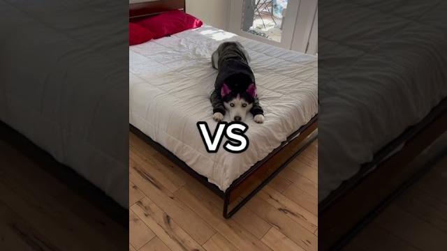 Normal dogs poop outside vs my dog Normal dogs poop outside vs my dog