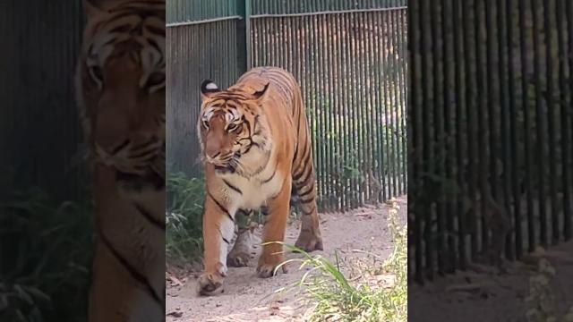 Lucknow zoo - places to visit in lucknow | lucknow zoo tour lucknow tourist places #lucknow Lucknow zoo - places to visit in lucknow | lucknow zoo tour lucknow tourist places #lucknow