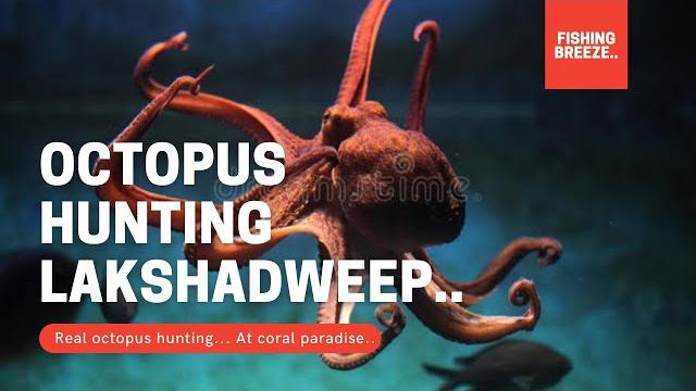 Octopus hunting at lakshadweep.. giant octopus bangaram island.. lakshadweep, india.. unexplored. Octopus hunting at lakshadweep.. giant octopus bangaram island.. lakshadweep, india.. unexplored.