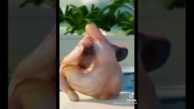 Manok na nagsasayaw Manok na nagsasayaw