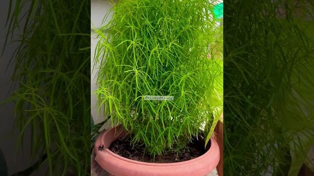 #kochia #viral #homegarden #shortvideo #nature #flowersgarden #kitchengarden #homegarden #plants #kochia #viral #homegarden #shortvideo #nature #flowersgarden #kitchengarden #homegarden #plants