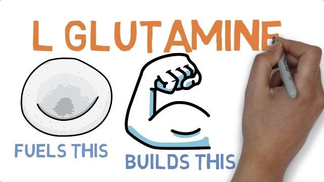 L glutamine : what does glutamine do L glutamine : what does glutamine do