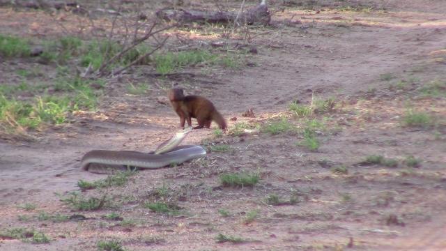 Black mamba vs dwarf mongoose Black mamba vs dwarf mongoose