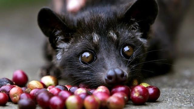Musang pandan - asian palm civet Musang pandan - asian palm civet