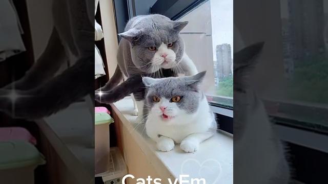 Cat with her mate! | #cat Cat with her mate! | #cat