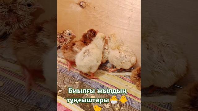 14.02.2025 балапандар шығып бастады #инкубатор #несушка #балапан #жұмыртқа #куры #тауық #құстар 14.02.2025 балапандар шығып бастады #инкубатор #несушка #балапан #жұмыртқа #куры #тауық #құстар