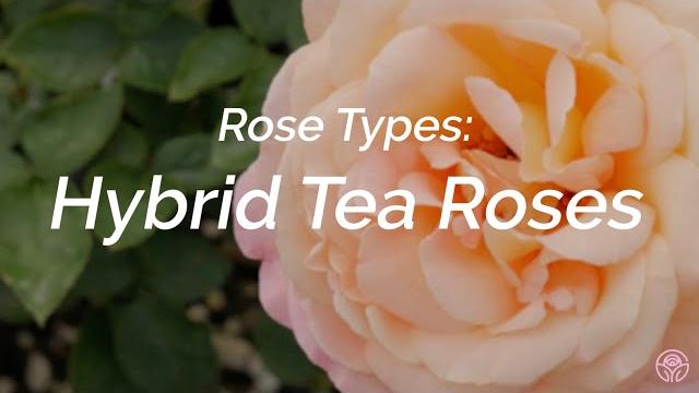 Rose types: what are hybrid tea roses? Rose types: what are hybrid tea roses?