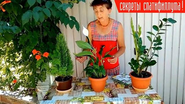 Секреты спатифиллума ! почему не цветет спатифиллум ! что нужно «женскому счастью» для цветения ! Секреты спатифиллума ! почему не цветет спатифиллум ! что нужно «женскому счастью» для цветения !