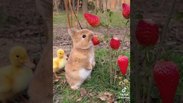 Bunny eating strawberries with duck Bunny eating strawberries with duck