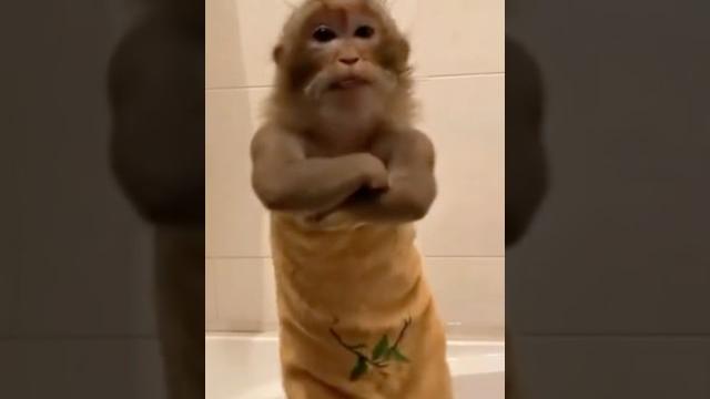 Танцы шманцы Танцы шманцы