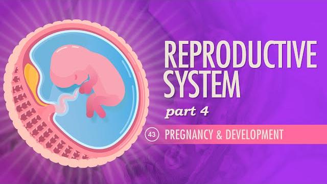 Reproductive system, part 4 - pregnancy & development: crash course anatomy & physiology #43 Reproductive system, part 4 - pregnancy & development: crash course anatomy & physiology #43