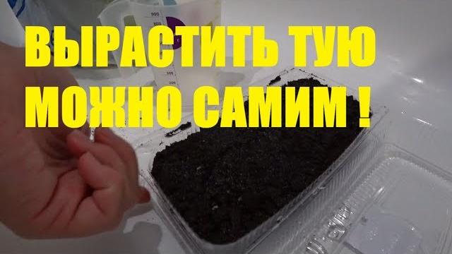 Садим семена туи в домашних условиях. Садим семена туи в домашних условиях.