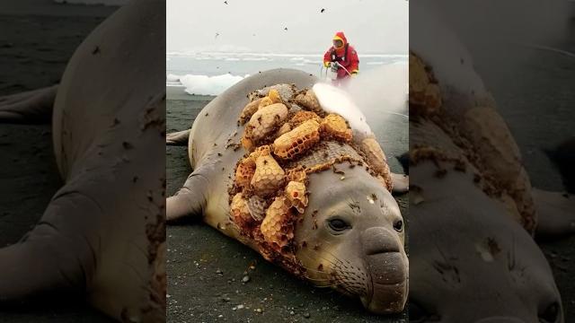 Trapped under bees, this helpless seal waited for a miracle #animalrescue #animals #emotionalrescue Trapped under bees, this helpless seal waited for a miracle #animalrescue #animals #emotionalrescue