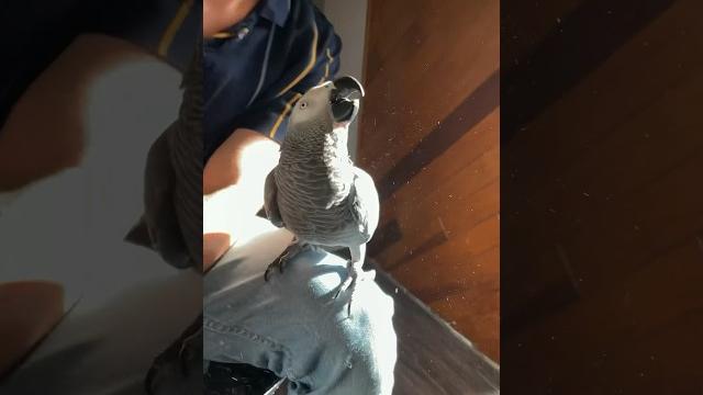 So, you want an african grey So, you want an african grey