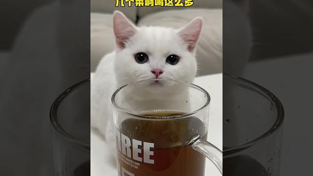 小奶猫第一次喝猫酒!没想到竟然这样……#小奶喵 #猫薄荷 #猫成精 小奶猫第一次喝猫酒!没想到竟然这样……#小奶喵 #猫薄荷 #猫成精
