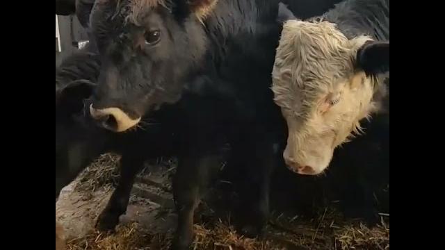 Бычки на продажу из россии на экспорт Бычки на продажу из россии на экспорт