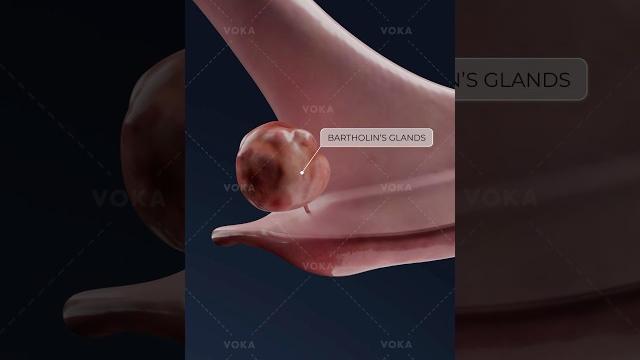 What is bartholinitis and how does it affect the vaginal area? explore gynecology in 3d with voka What is bartholinitis and how does it affect the vaginal area? explore gynecology in 3d with voka