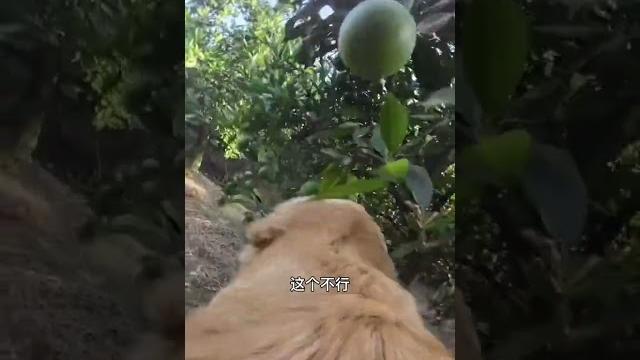 我们家橙子还没熟,我尝了,巨酸 我们家橙子还没熟,我尝了,巨酸