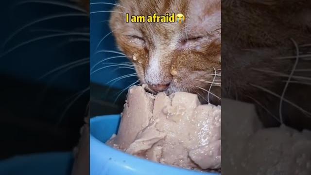 Jutaan orang menangis melihat video ini.|| kucing kelaparan #shorts Jutaan orang menangis melihat video ini.|| kucing kelaparan #shorts