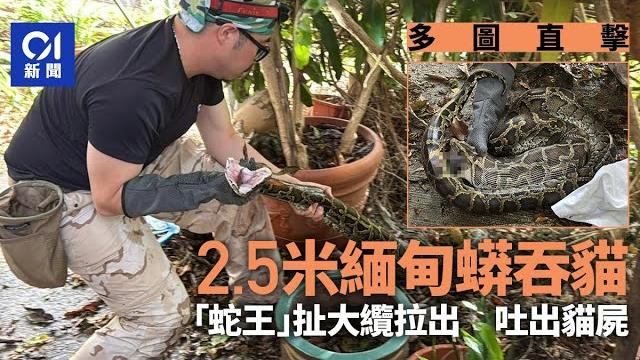 馬料水赤泥坪村緬甸蟒吞貓 不敵「蛇王」擒拿|01新聞|緬甸蟒|蟒蛇|馬料水|蛇王|嘉道理農場 馬料水赤泥坪村緬甸蟒吞貓 不敵「蛇王」擒拿|01新聞|緬甸蟒|蟒蛇|馬料水|蛇王|嘉道理農場