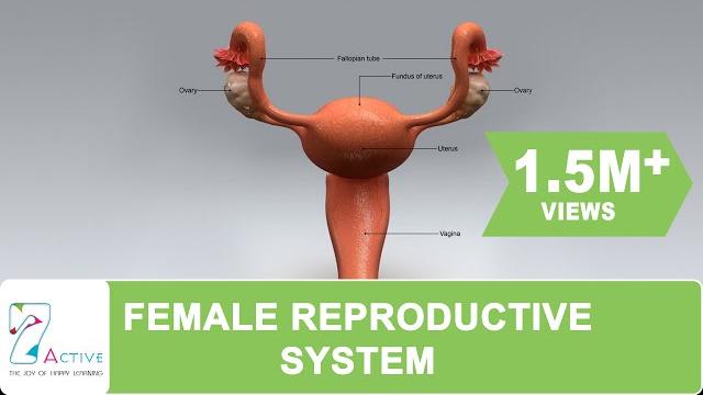 The female reproductive system of human The female reproductive system of human