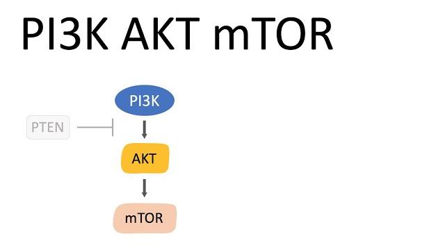 Pi3k akt mtor pathway (and the effects) Pi3k akt mtor pathway (and the effects)