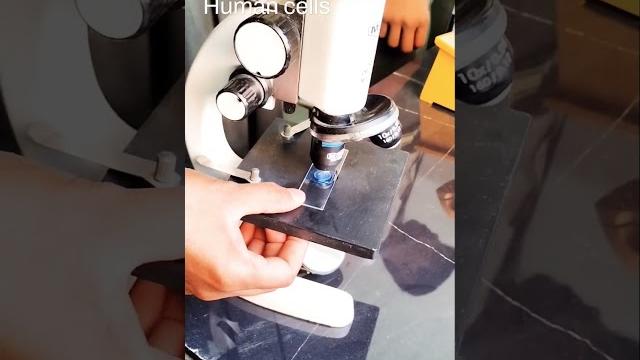 Human cells #science #trending #viral #learning #youtubeshort #facts #shortvideo #biology #learn Human cells #science #trending #viral #learning #youtubeshort #facts #shortvideo #biology #learn