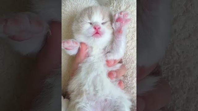 我酱紫可不可耐呀?小奶猫 萌化了 乳白英短 我酱紫可不可耐呀?小奶猫 萌化了 乳白英短