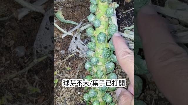 抱子甘藍 / 球芽甘藍 |夏天能長芽要偷笑了|還是春天的品質好 抱子甘藍 / 球芽甘藍 |夏天能長芽要偷笑了|還是春天的品質好