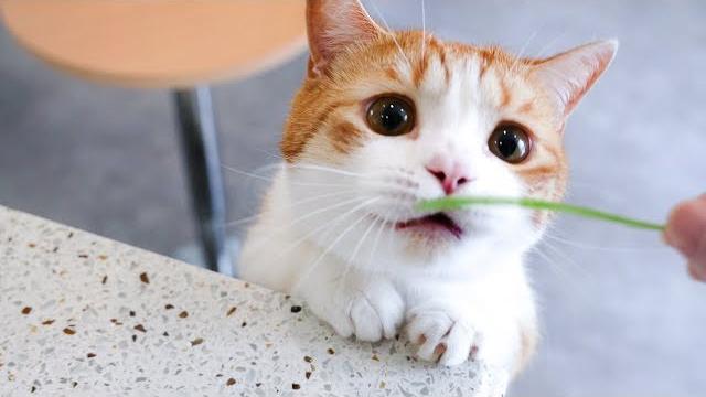猫只喜欢女人?男主人让女友放假一天独自陪猫,小猫咪两幅面孔?|花花与三猫 cat live 猫只喜欢女人?男主人让女友放假一天独自陪猫,小猫咪两幅面孔?|花花与三猫 cat live