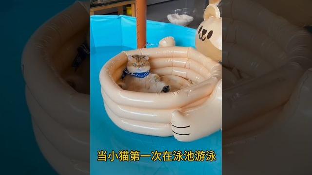 Si oyen belajar berenang! #shortsfeed #cat #kucing #shorts Si oyen belajar berenang! #shortsfeed #cat #kucing #shorts