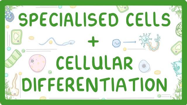 Gcse biology - differentiation and specialised cells Gcse biology - differentiation and specialised cells
