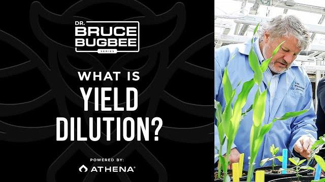 Bruce bugbee series – what is yield dilution? Bruce bugbee series – what is yield dilution?