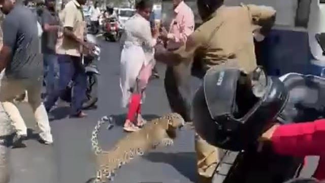 Leopard’s leap! don’t mess with the wildlife! #injured #cub #urban Leopard’s leap! don’t mess with the wildlife! #injured #cub #urban