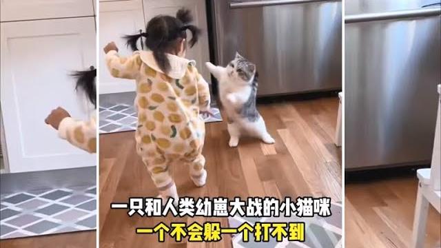 一只和人类幼崽大战的小猫咪,一个不会躲一个打不到 #宠物故事 #动物故事 #暖心故事 一只和人类幼崽大战的小猫咪,一个不会躲一个打不到 #宠物故事 #动物故事 #暖心故事