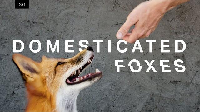 We met the world’s first domesticated foxes We met the world’s first domesticated foxes
