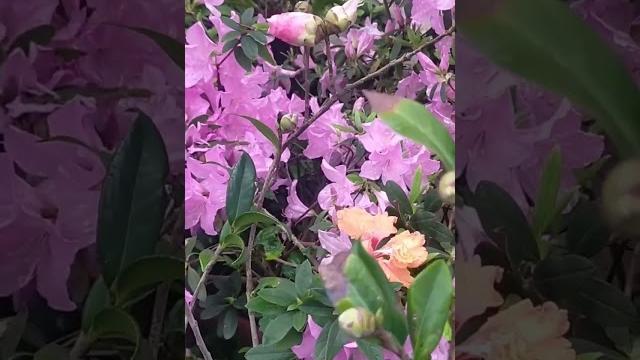 漂亮的花 漂亮的花