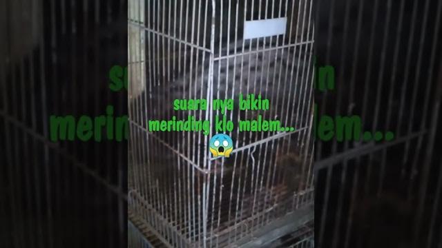 Suara musang btina yg sedang birahi. Suara musang btina yg sedang birahi.