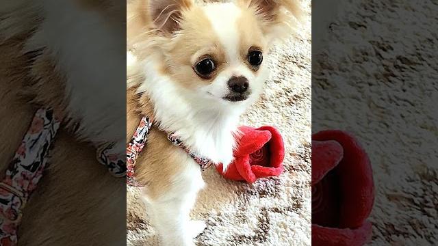 Gracie is having her spay surgery today. #graciebeane #frannielife #babysister #frannieandthebeane Gracie is having her spay surgery today. #graciebeane #frannielife #babysister #frannieandthebeane