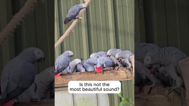 African grey parrot sounds African grey parrot sounds