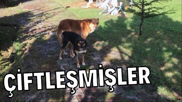 Köpek çi̇ftleşmesi̇ - fare i̇le kurt çi̇ftleşmi̇ş Köpek çi̇ftleşmesi̇ - fare i̇le kurt çi̇ftleşmi̇ş
