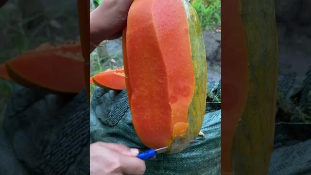 California papaya split #californiapapaya California papaya split #californiapapaya