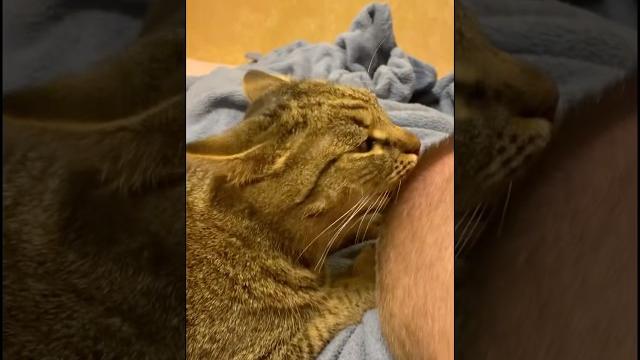 #cat #shortvideo #youtube #funny #cat #shortvideo #youtube #funny